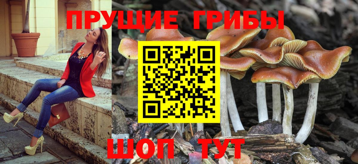 где купить наркоту  Псилоцибиновые грибы Cubensis  Вход с VPN  Псилоцибиновые грибы Cubensis  Ялуторовск 